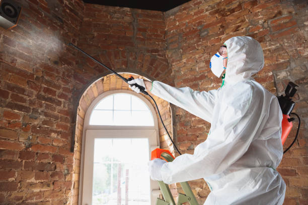 Best Mold Remediation for Healthcare Facilities  in Ansonia, CT